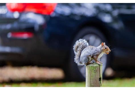 How to Keep Squirrels Away from Your Car - And Why Understanding Their Behavior is Half the Battle